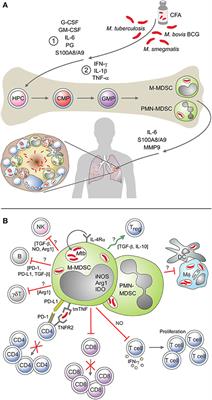 The Emerging Role of Myeloid-Derived Suppressor Cells in Tuberculosis